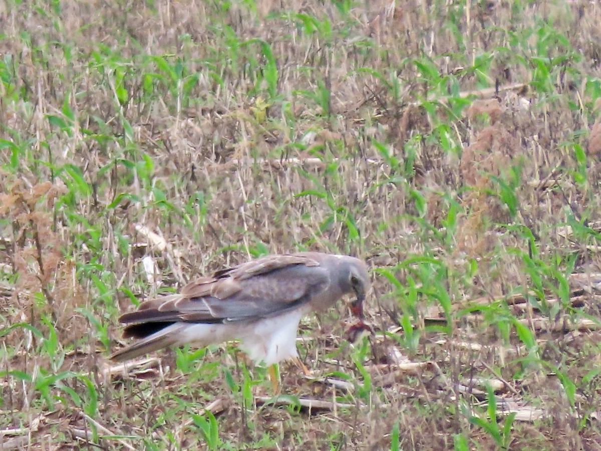 Northern Harrier - Herb Elliott