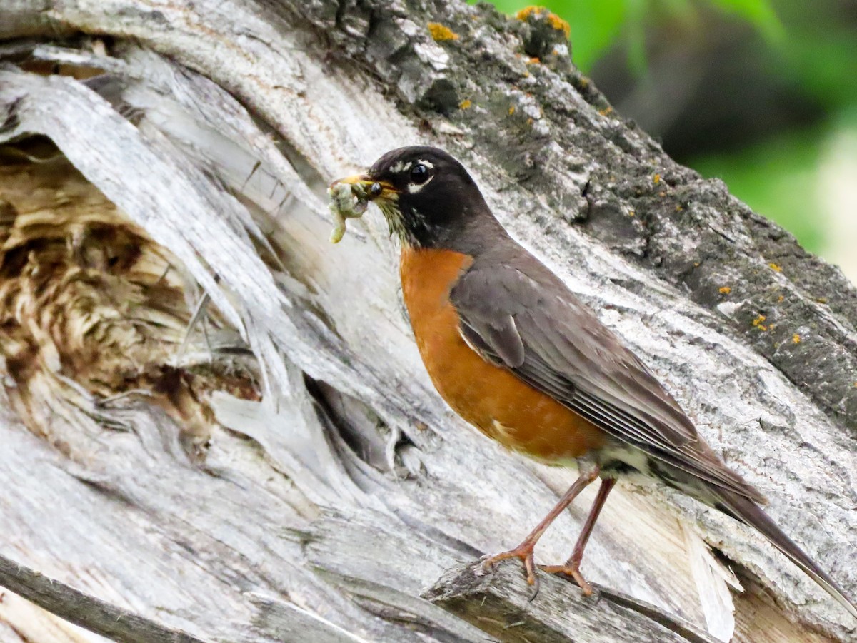 American Robin - ML461035701