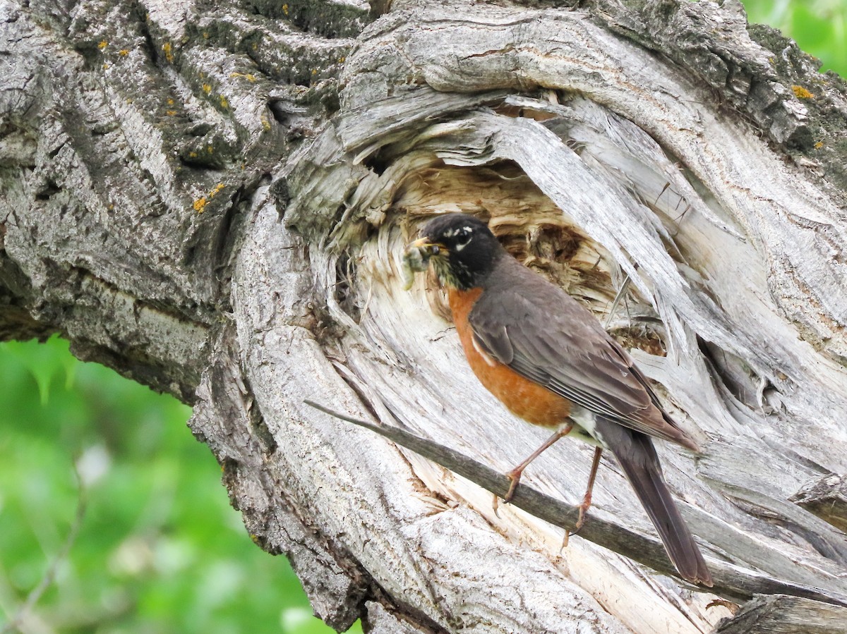 American Robin - ML461035721