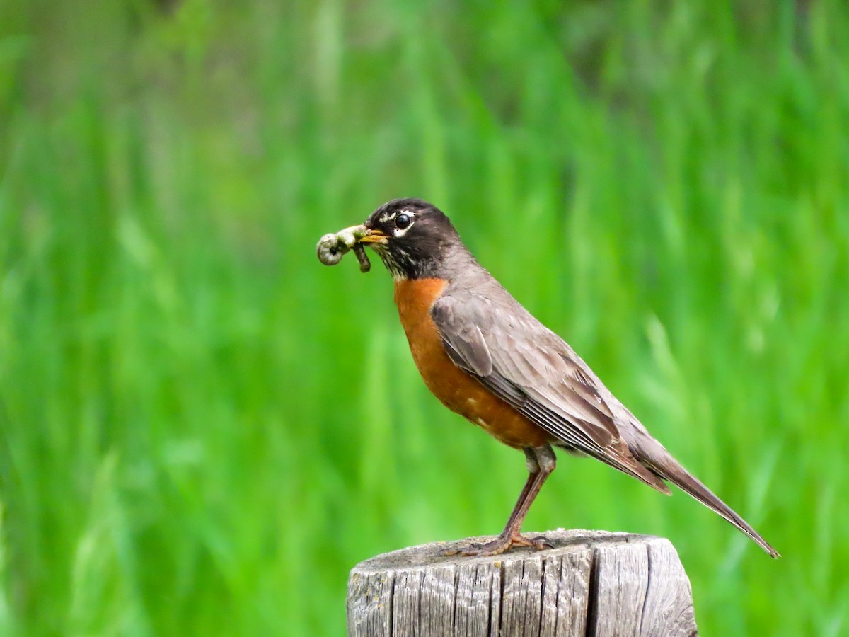 American Robin - ML461035741