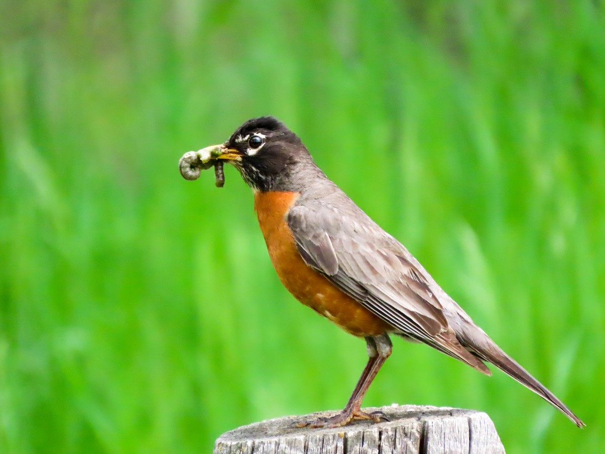 American Robin - ML461035761