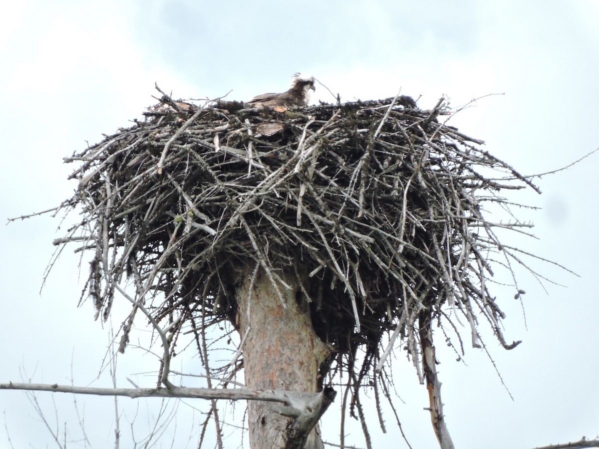 Osprey - Karen Fiske