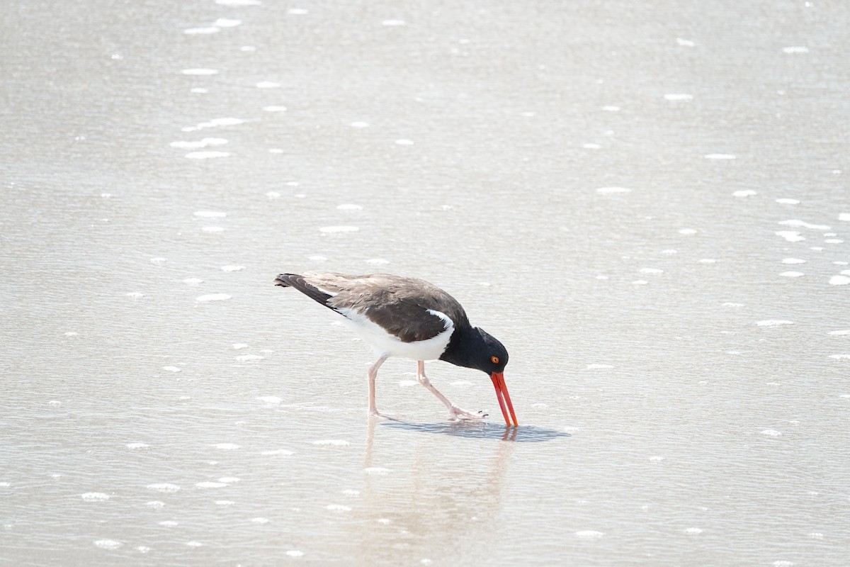 American Oystercatcher - ML461036201