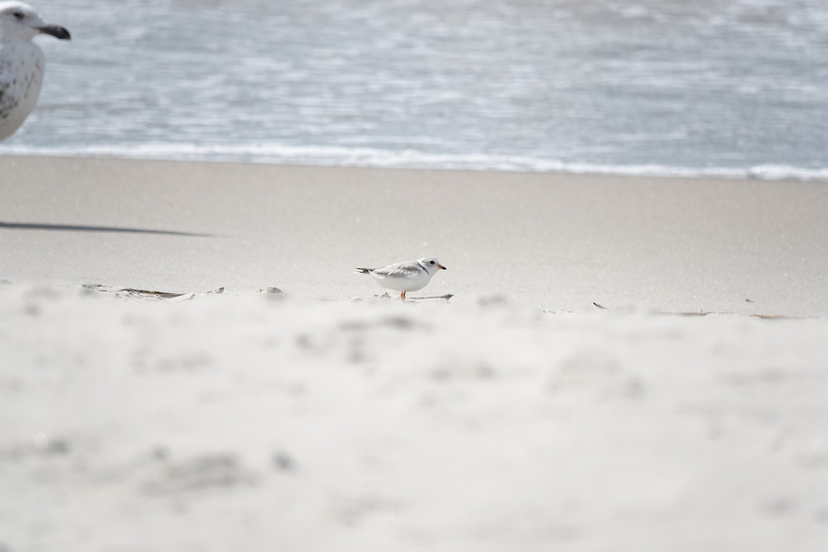 Piping Plover - ML461036221