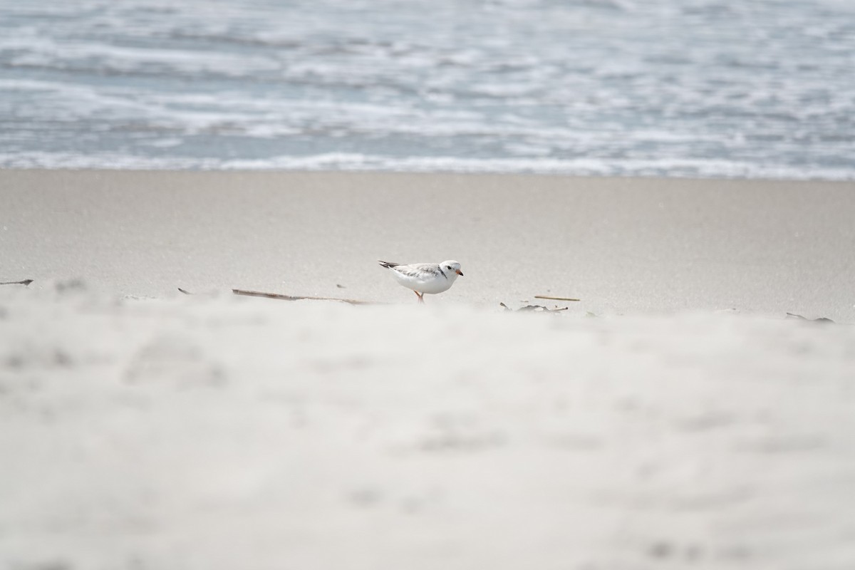 Piping Plover - ML461036301