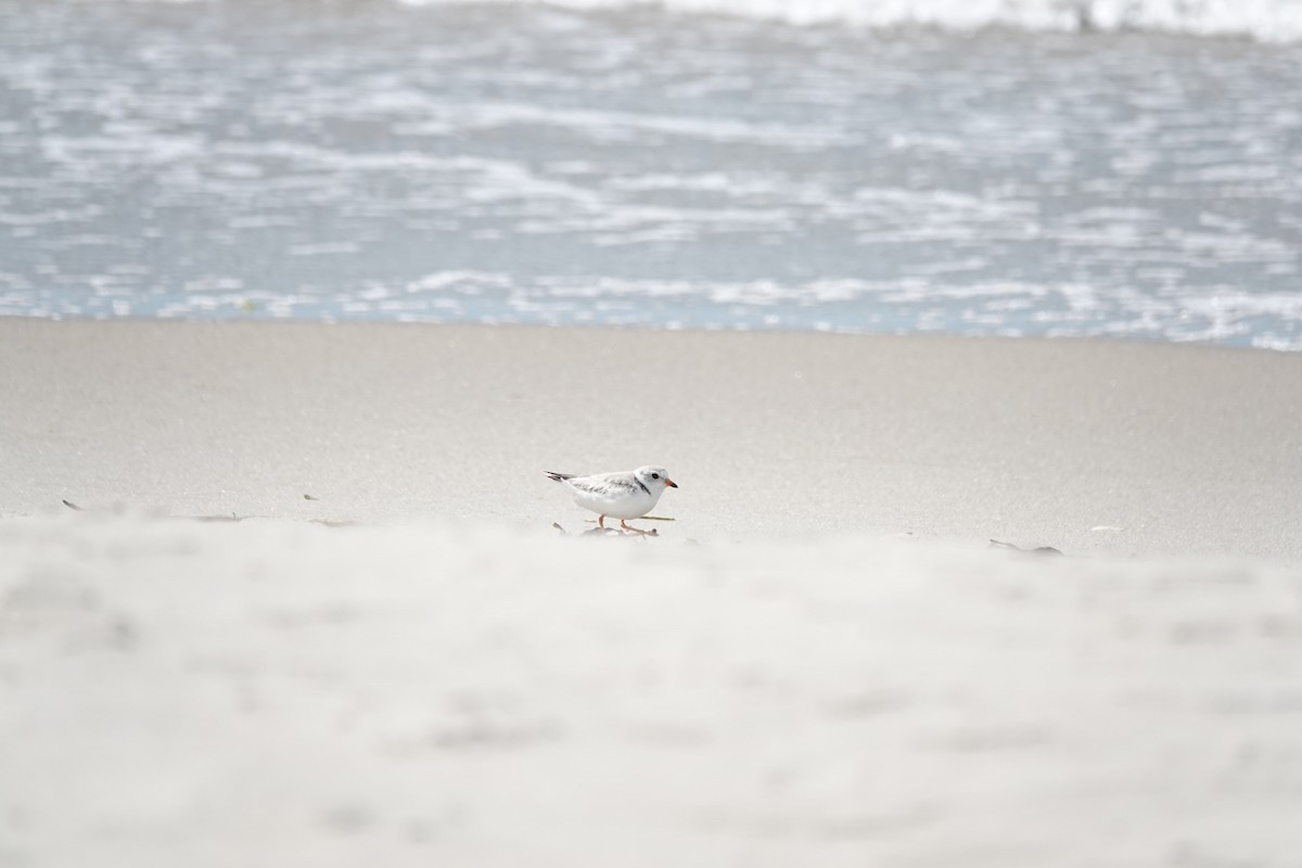 Piping Plover - ML461036311