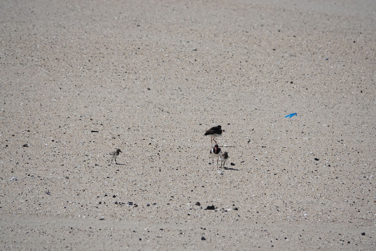 American Oystercatcher - ML461036691