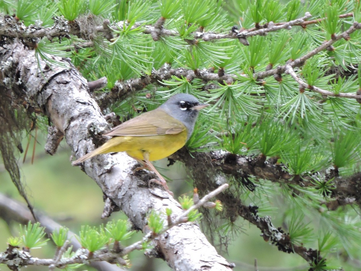 MacGillivray's Warbler - ML461036721