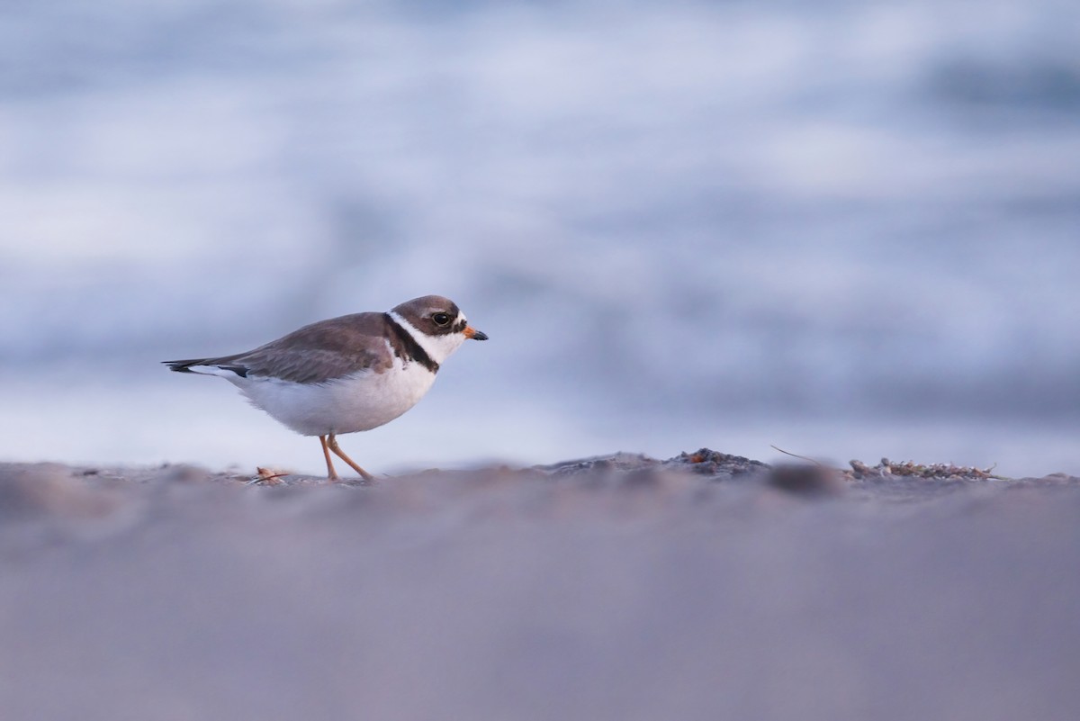 Semipalmated Plover - ML461037301