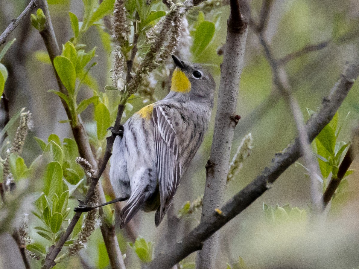 Yellow-rumped Warbler (Audubon's) - Philip Steinhoff