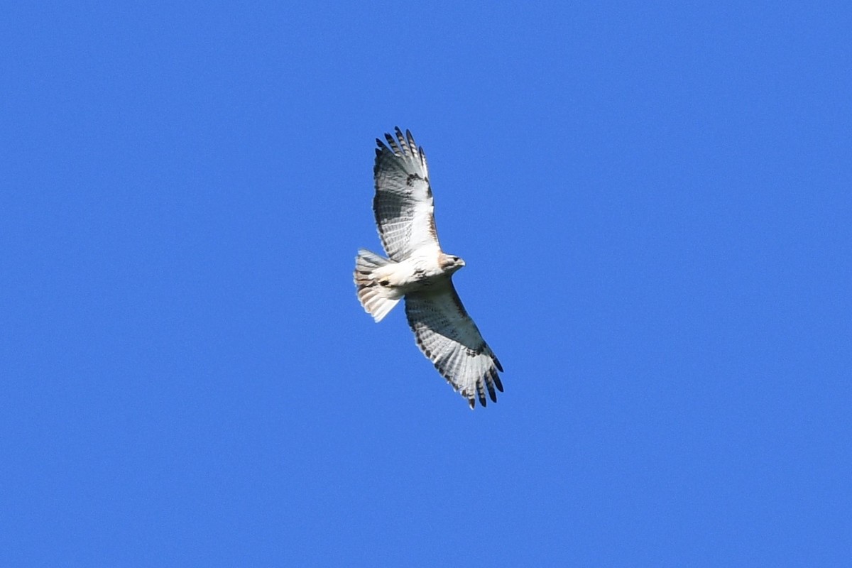 Red-tailed Hawk - ML461038091