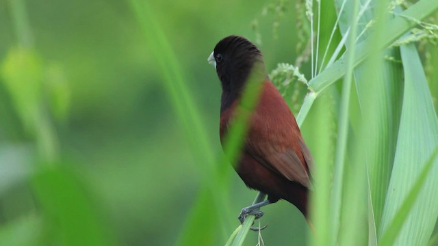 Chestnut Munia - ML461040