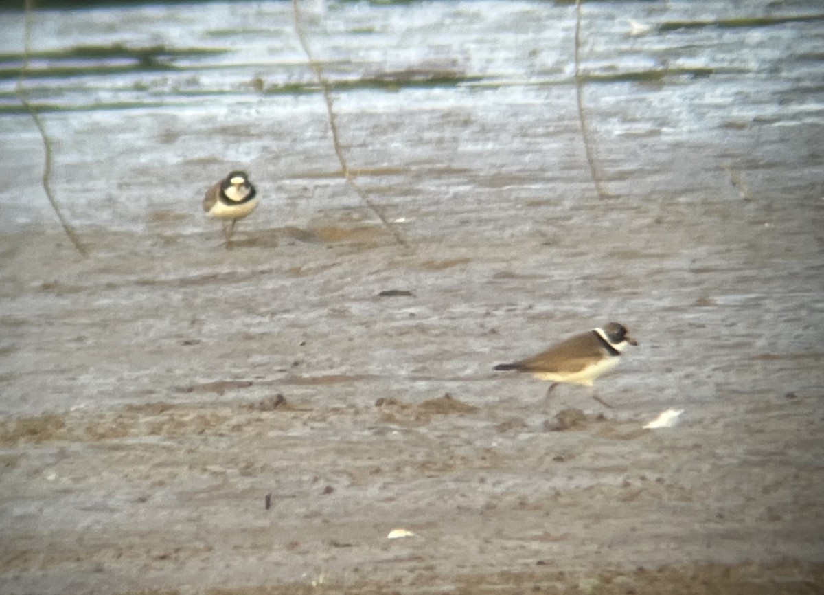 Semipalmated Plover - ML461040751