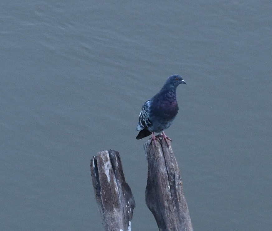 Rock Pigeon (Feral Pigeon) - ML461041101