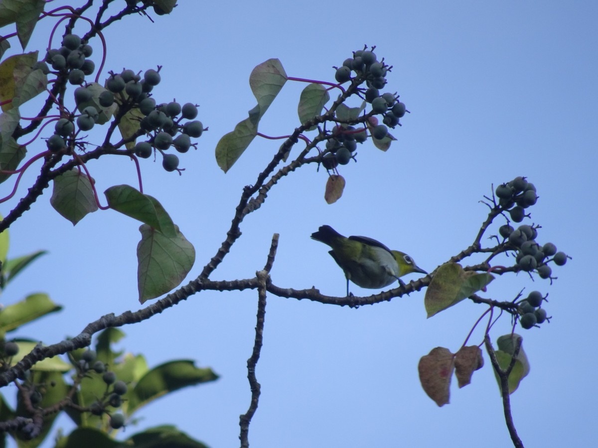 Lowland White-eye - ML461041951