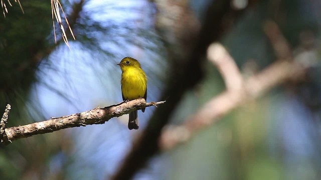 Gobemoustique canari - ML461042