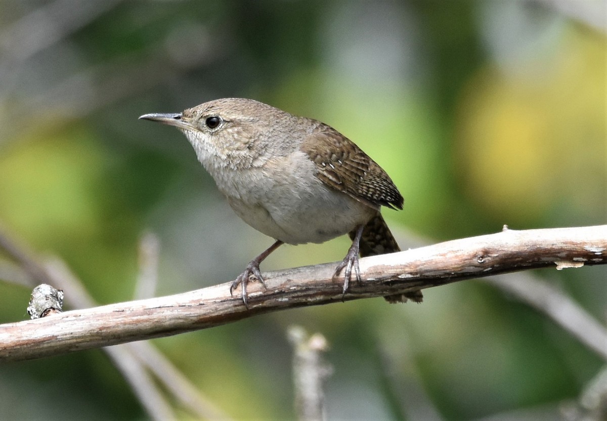 House Wren - ML461042081