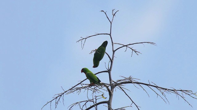 Philippine Hanging-Parrot - ML461043