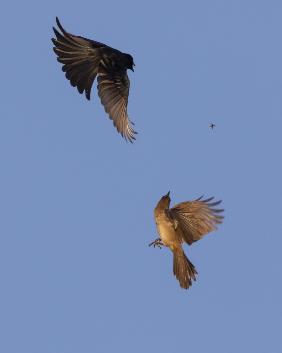 Fork-tailed Drongo - ML461044461