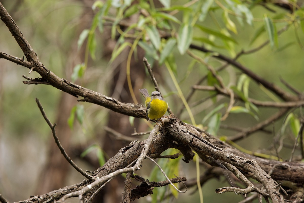 Eastern Yellow Robin - ML461044781