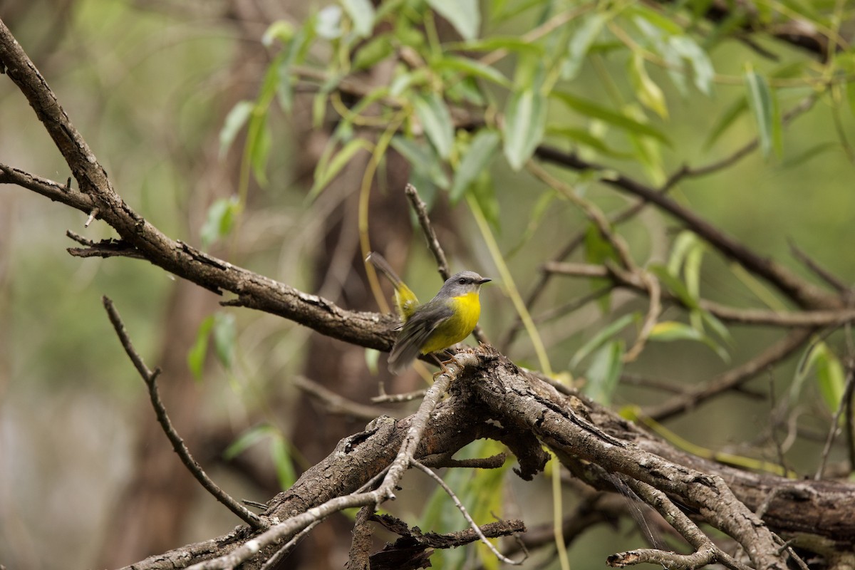 Eastern Yellow Robin - ML461044861