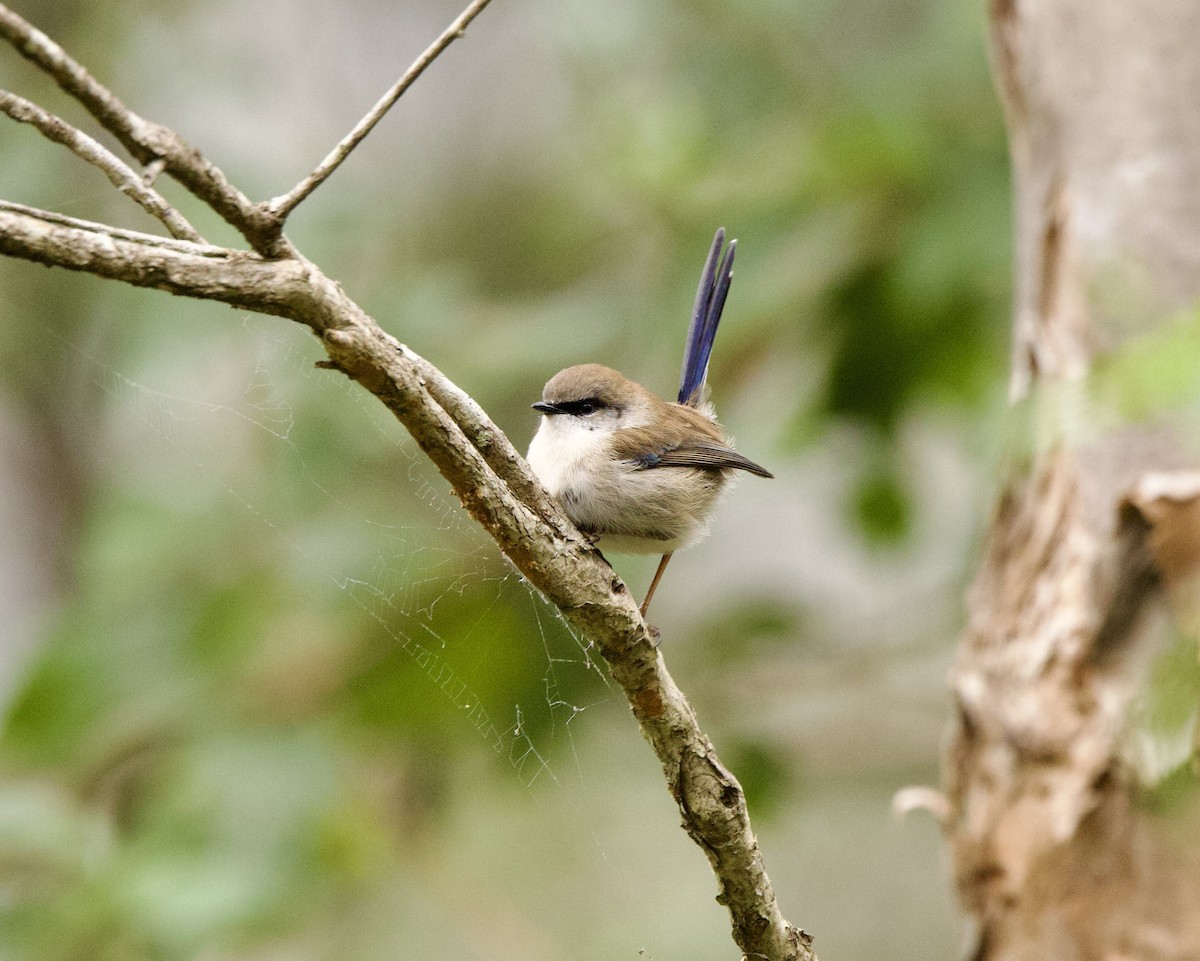 Superb Fairywren - ML461044981