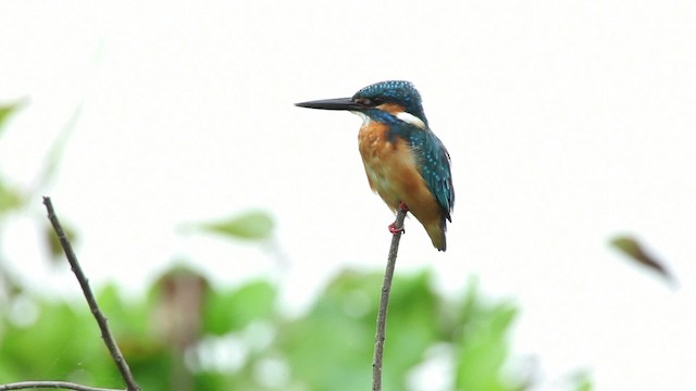 Common Kingfisher (Common) - ML461045