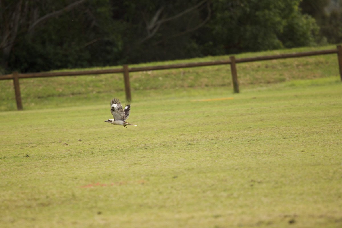 Laughing Kookaburra - ML461045281