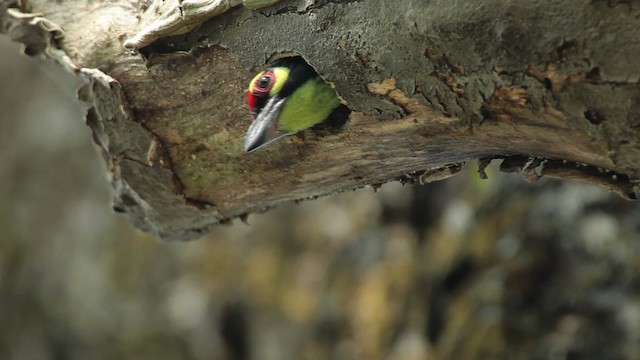 Coppersmith Barbet - ML461046