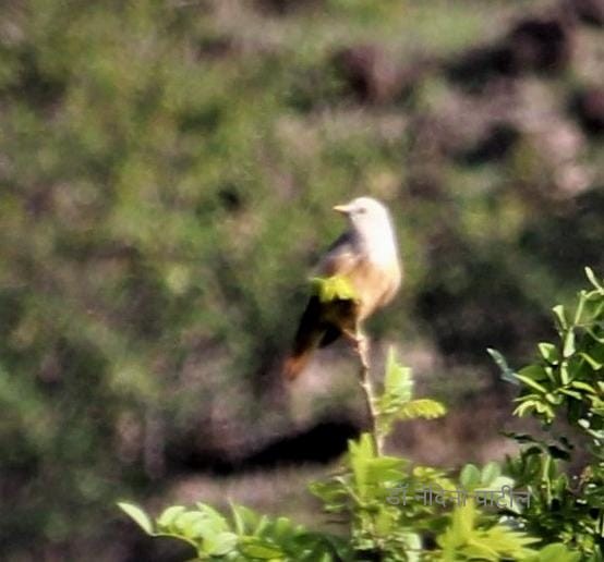 Malabar Starling - ML461046391