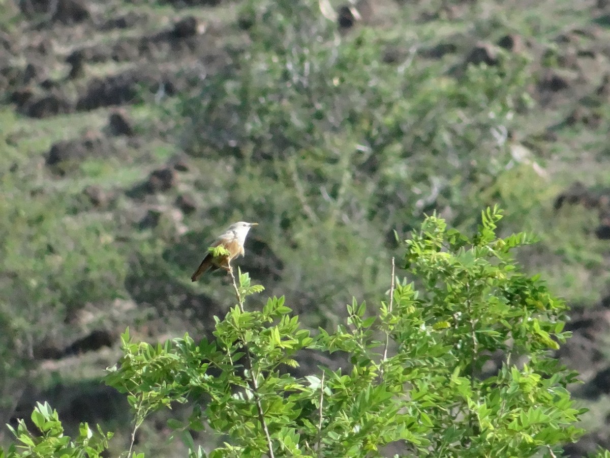Malabar Starling - ML461046411
