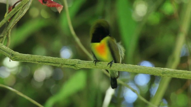 Flaming Sunbird - ML461047