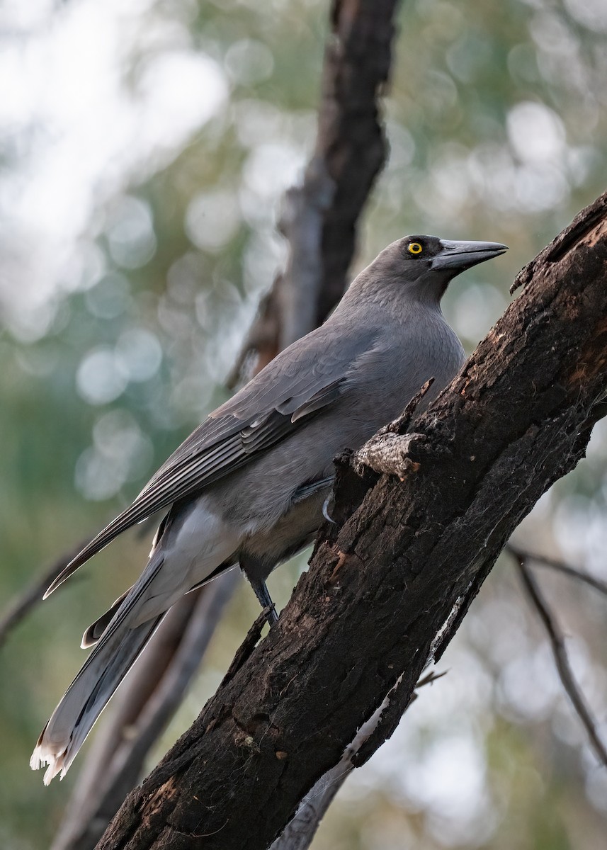 Gray Currawong - Julie Clark