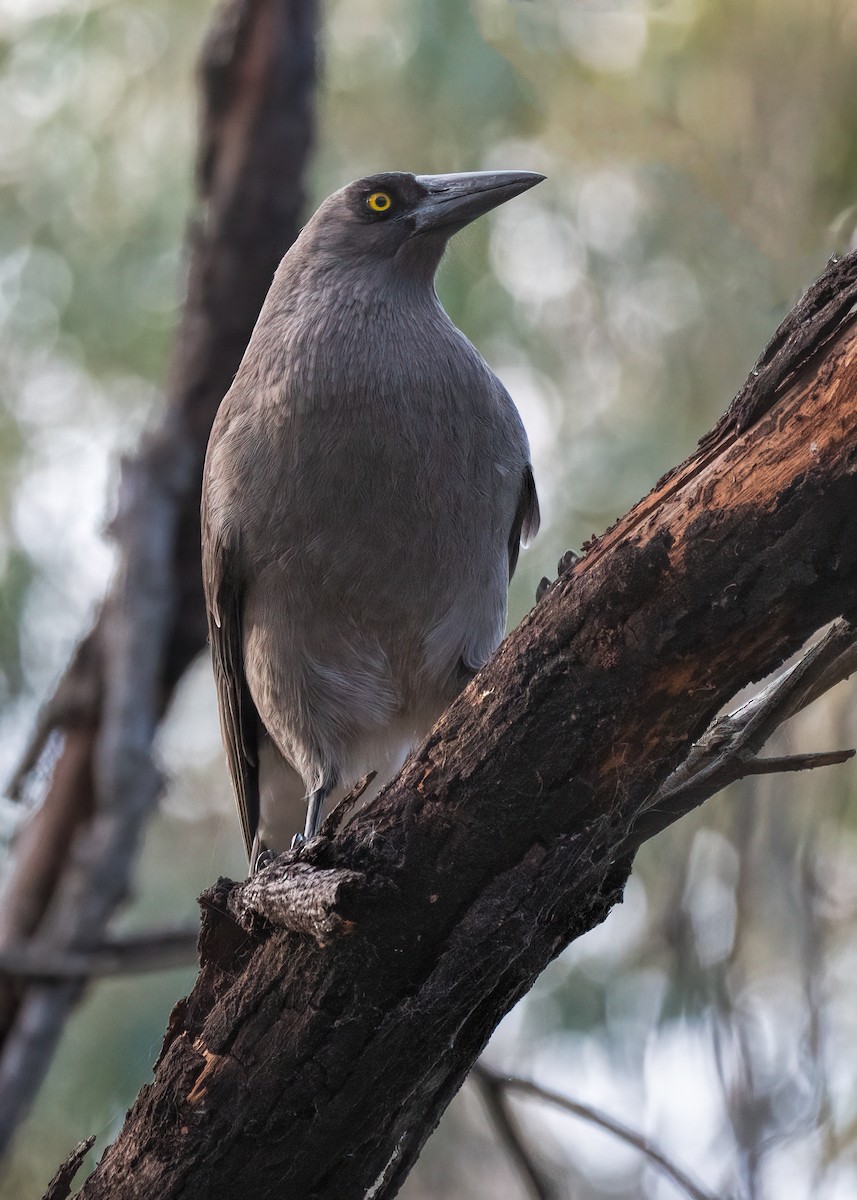 Gray Currawong - Julie Clark