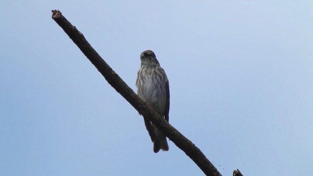 Gray-streaked Flycatcher - ML461049