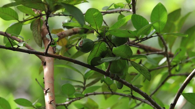 Guaiabero lunulé - ML461050