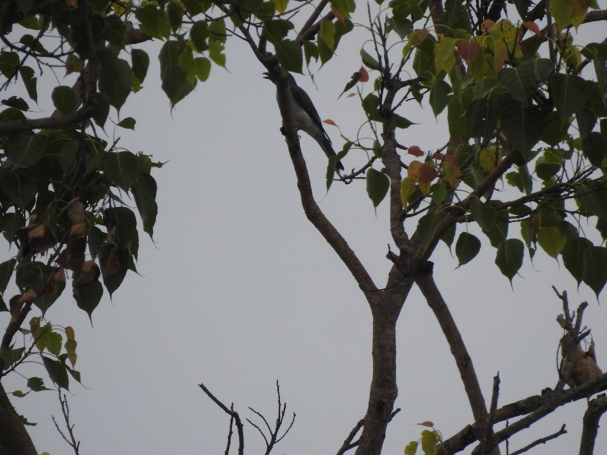 Large Cuckooshrike - BiRdeR BäBä