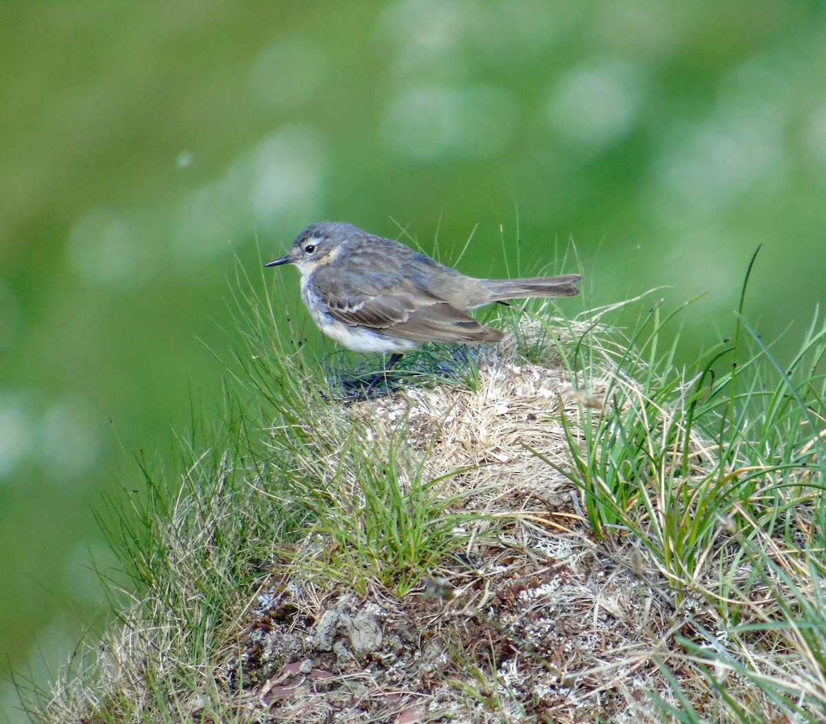 Water Pipit - ML461050781