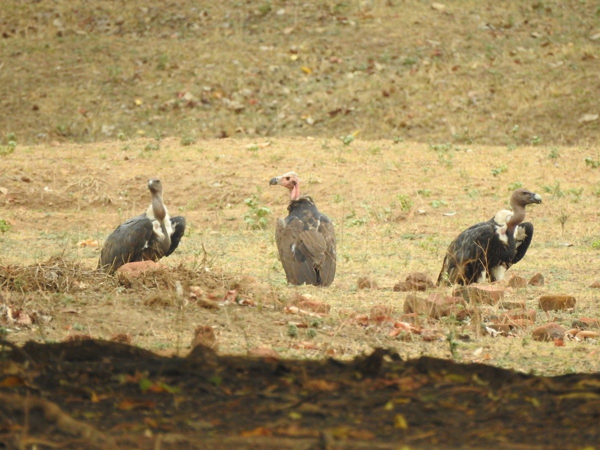 White-rumped Vulture - ML461051451