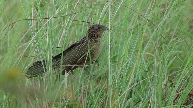 Lesser Coucal - ML461052