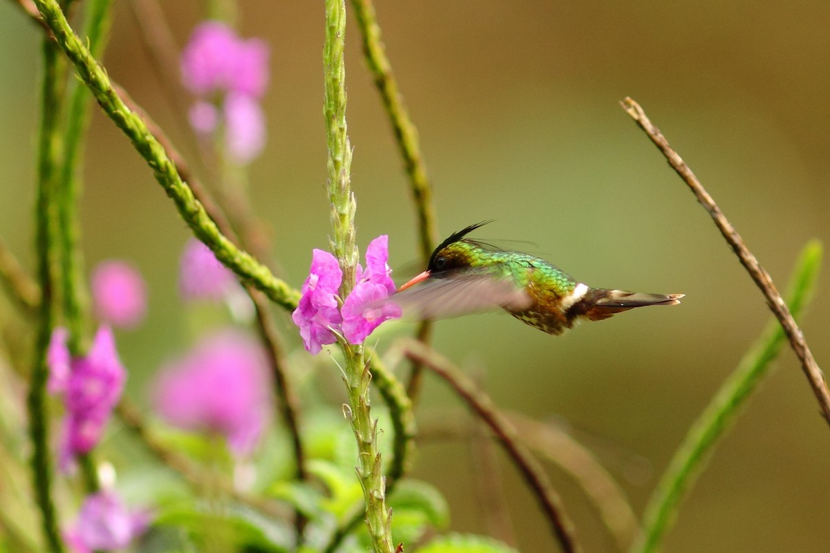 Black-crested Coquette - ML461052061