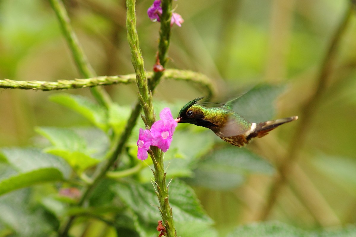 Black-crested Coquette - ML461052091