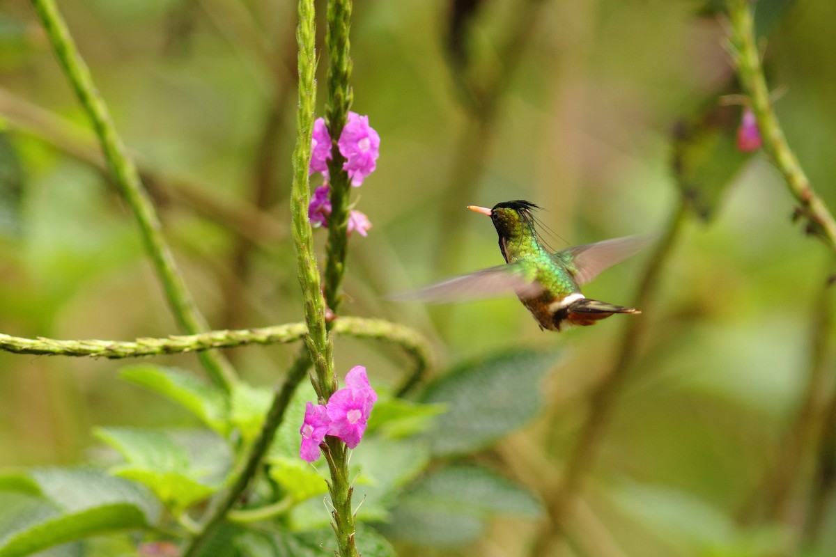 Black-crested Coquette - ML461052111