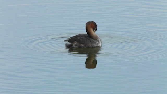 Little Grebe (Little) - ML461053