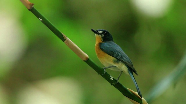 Mangrove Blue Flycatcher (Philippine) - ML461054