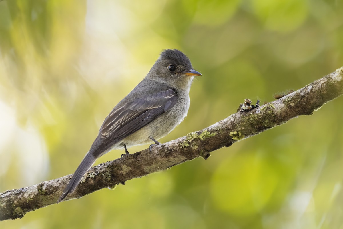 Southern Tropical Pewee - ML461054011