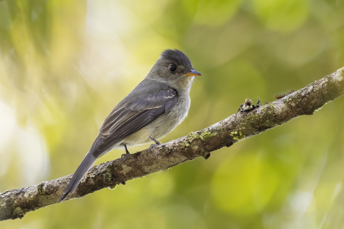 Pibí Tropical (grupo cinereus) - ML461054011