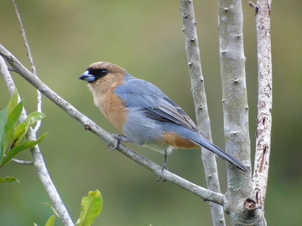 Cinnamon Tanager - ML461054191