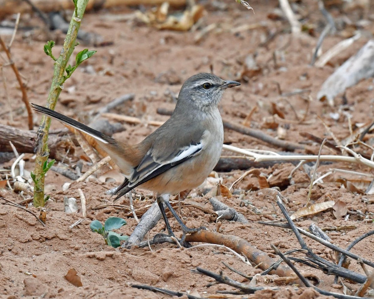 White-banded Mockingbird - ML461054271