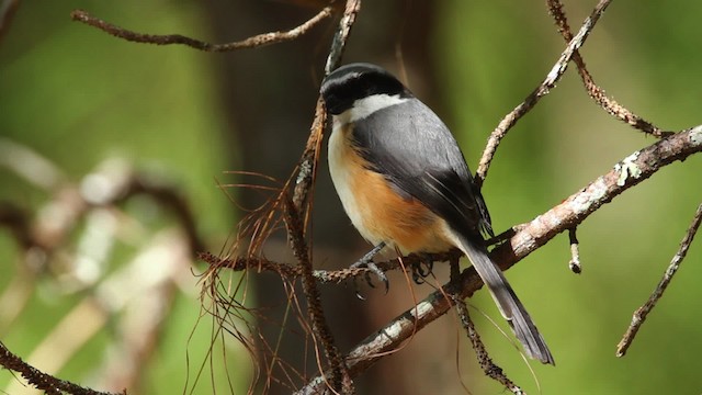 Mountain Shrike - ML461055